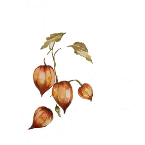 chinese lanterns watercolor