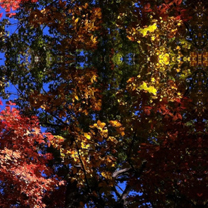 Reynolda leaves