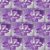 Rwater_lily__4_shop_thumb