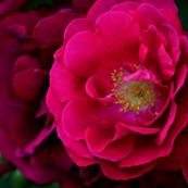 Fushia Rose