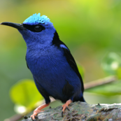 Bright Blue Bird