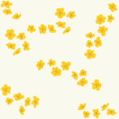 Yellow plum blossom on white