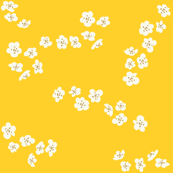 White plum blossom on yellow