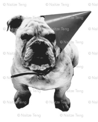 teddy the bulldog