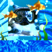 Seacat: So Many Fish,So Little Time