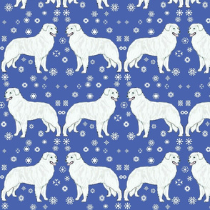Kuvaszok or Kuvasz white dog