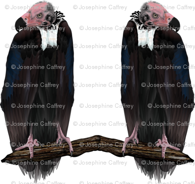 Vulture Buddies