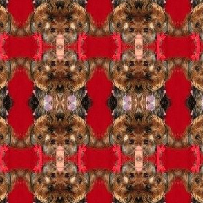 YORKIE BE MINE VALENTINE