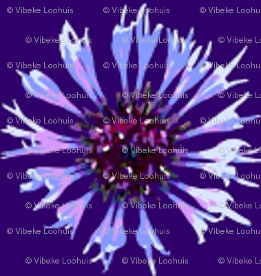 Cornflower (xs)