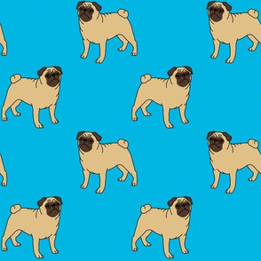 Pugs on turquoise