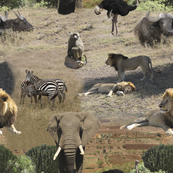 African safari