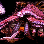 Kraken Wrapping Paper