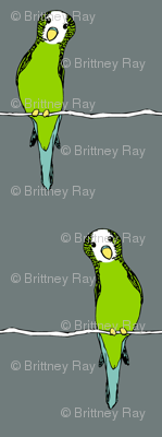 Parakeets on Grey