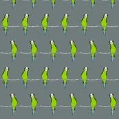 Rr1406790_rparakeets_on_whgrey_shop_thumb