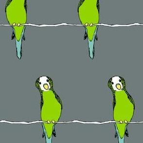 Parakeets on Grey