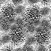 Black and White Dahlia