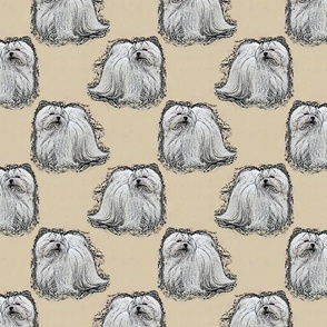 Posing Maltese - tan