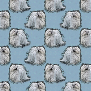Posing Maltese - blue