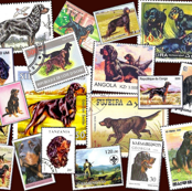 Gordon_Setter Random Stamps