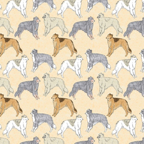 Standing Long haired Whippets