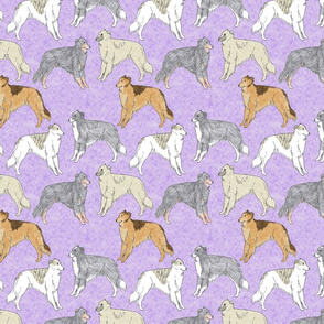 Standing Long haired Whippets - purple