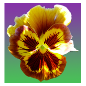 pansy_pattern