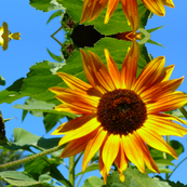 orangey_yellow_sunflower1
