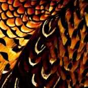 Fall pheasant black