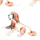 Cavalier King Charles Spaniel
