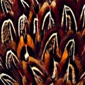 Fall Plumage
