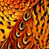 Fall pheasant 