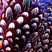 Plumage in vibrate blue2