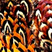 Pheasant Flame