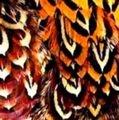 Pheasant flame 2