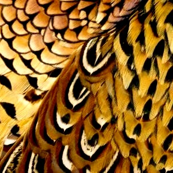 Fall pheasant beige 