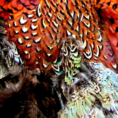 Fowl Foliage