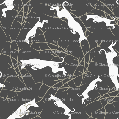 Ibizan Hounds