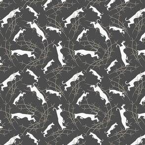 Ibizan Hounds