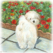Havanese Dog & Poppies