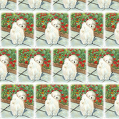 Havanese Dog & Poppies