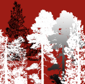 forest 1