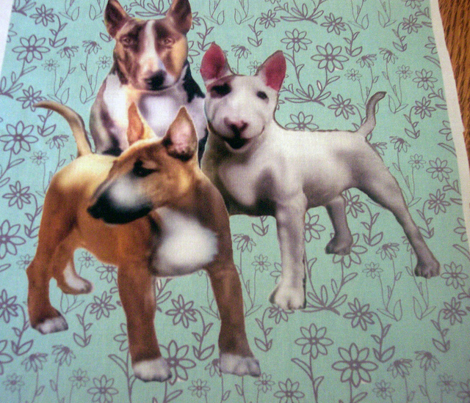 1591245_rbull_terriers_comment_248513_preview