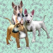 1591245_rbull_terriers_shop_thumb