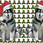 alaskan_malamute_christmas