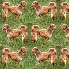 Duck Tollers In The Grass