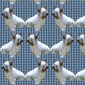 1599884_rskye_terrier2_shop_thumb