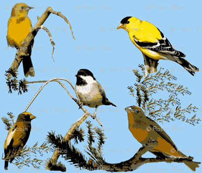 Birds!