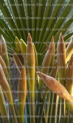 The daffodils- Part I