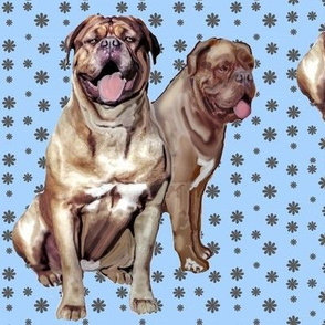Two Dogue de Bordeaux