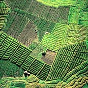 Rrrraerial_of_fields_ed_shop_thumb